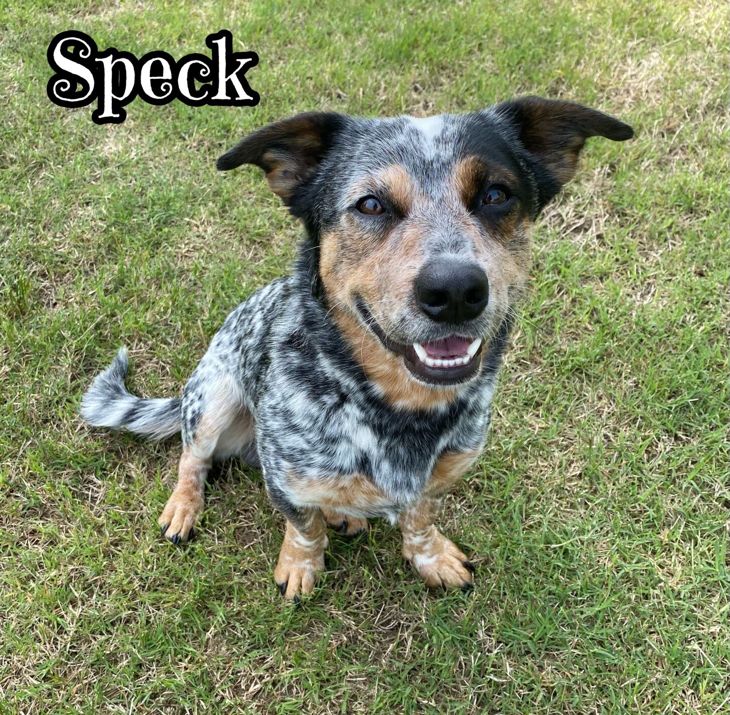 Speck